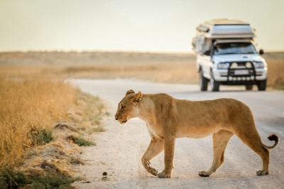 Löwin auf einer Safari in Südafrika (daskleineatelier / stock.adobe.com)  lizenziertes Stockfoto 
Infos zur Lizenz unter 'Bildquellennachweis'